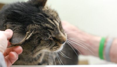 tax-savings-evergreen5