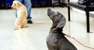 training_adolescentpuppy1