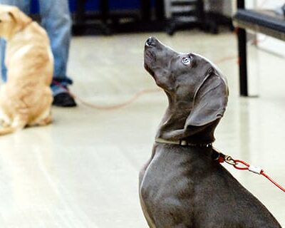 training_adolescentpuppy1