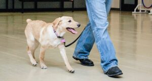 training_goodmanners