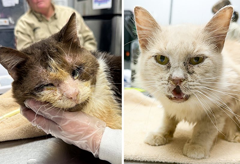 1118_37dogscats_eappeal_Content01