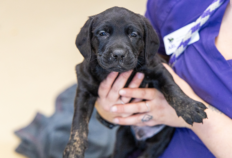 1118_37dogscats_eappeal_Content02