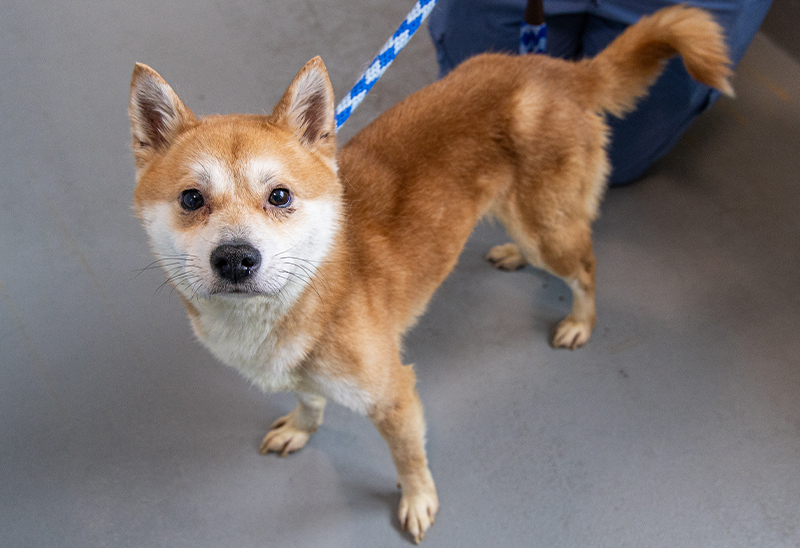 1121_2dogs_eappeal_Content01