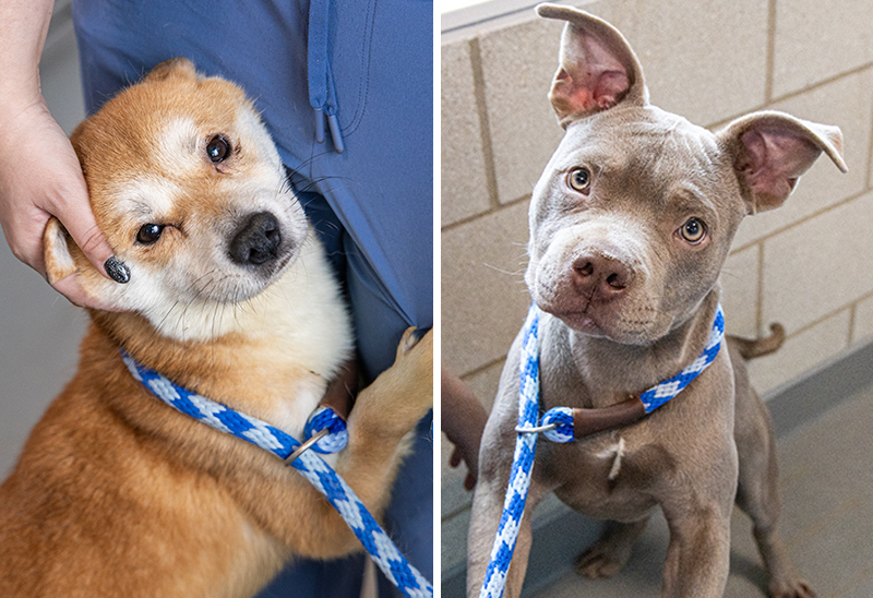 1121_2dogs_eappeal_Content02