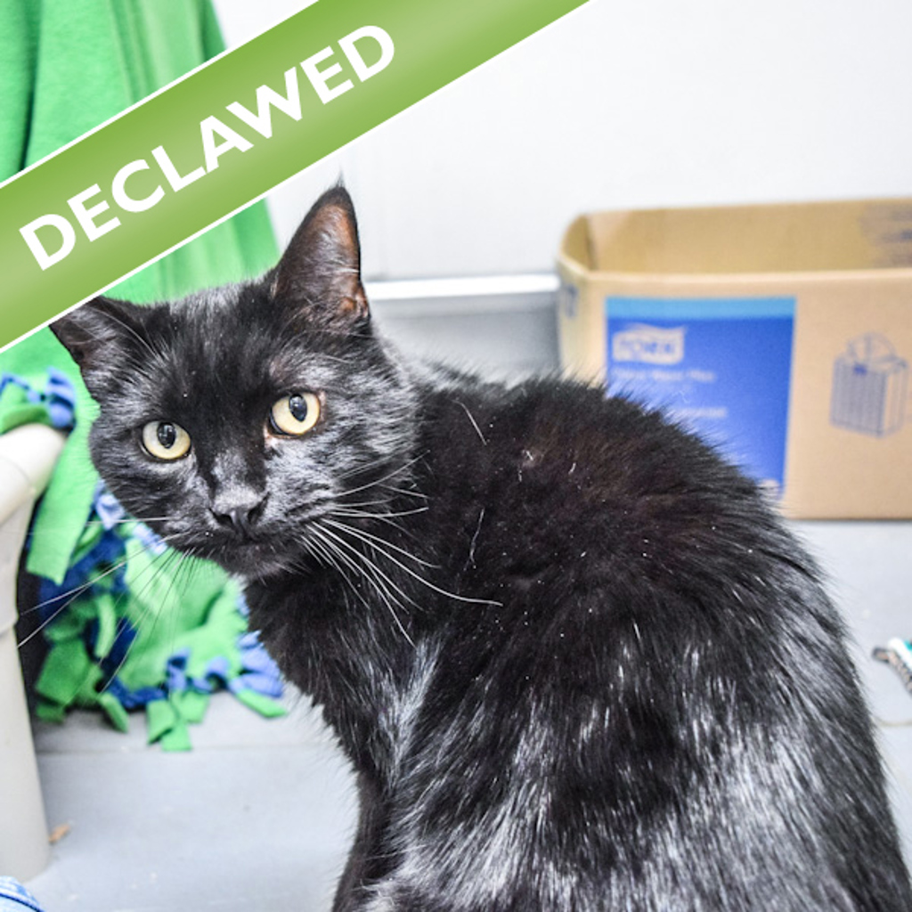 Ava -- Bonded Buddy With Ellie