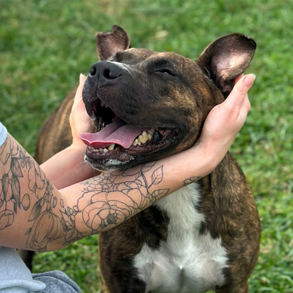 Bee -- Bonded Buddy With Luka