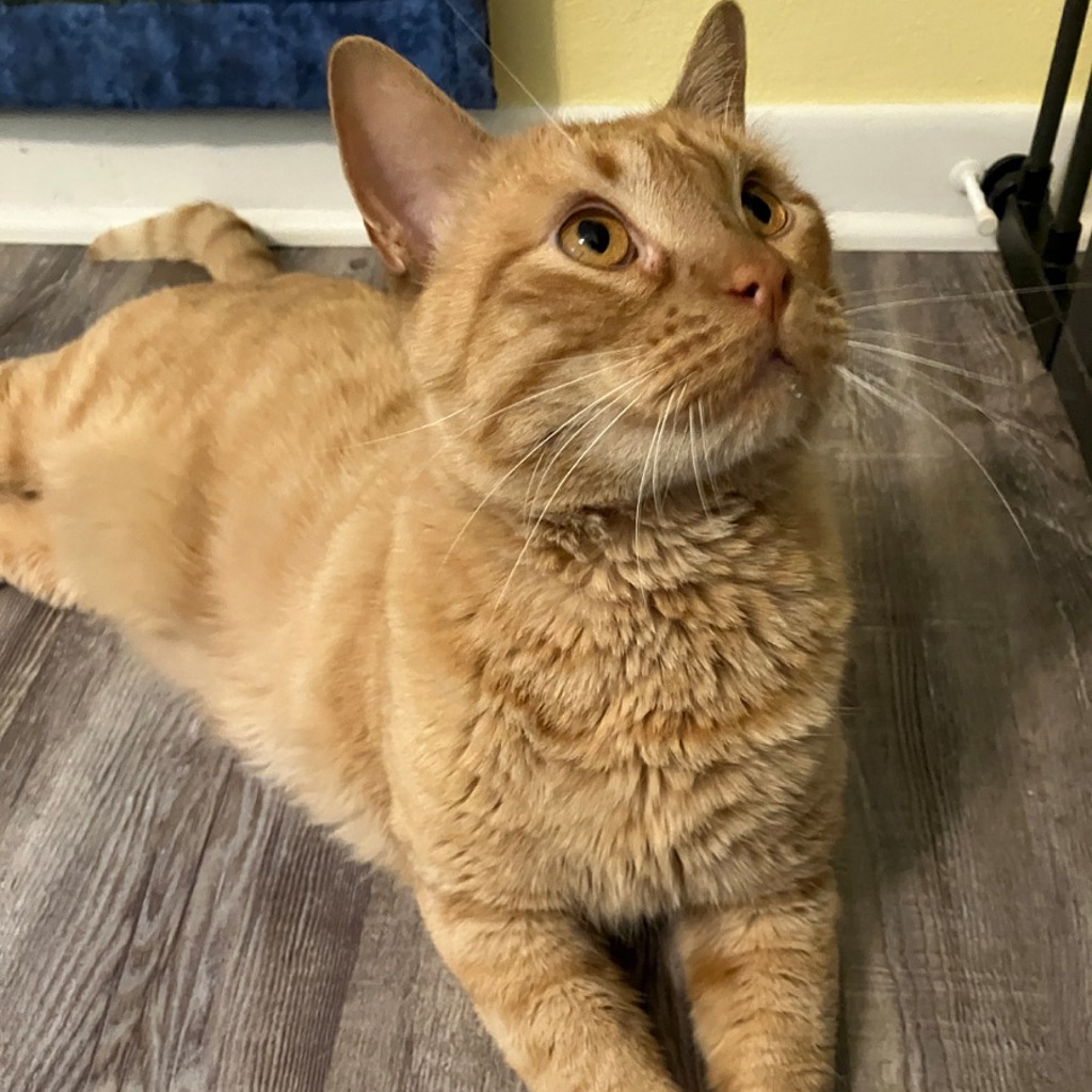 Big Ben -- Bonded Buddy With Little Buddy