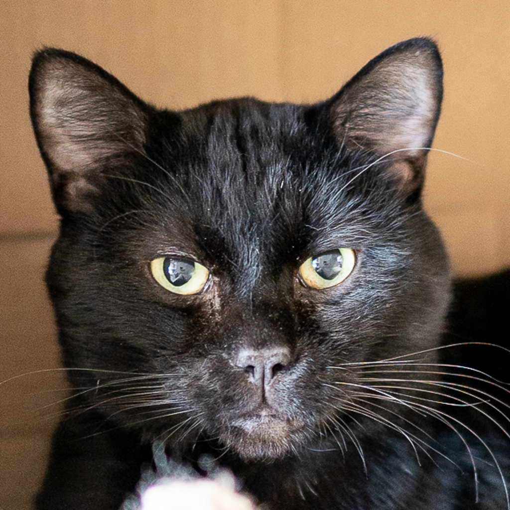 Caesar -- Bonded Buddy With Roman