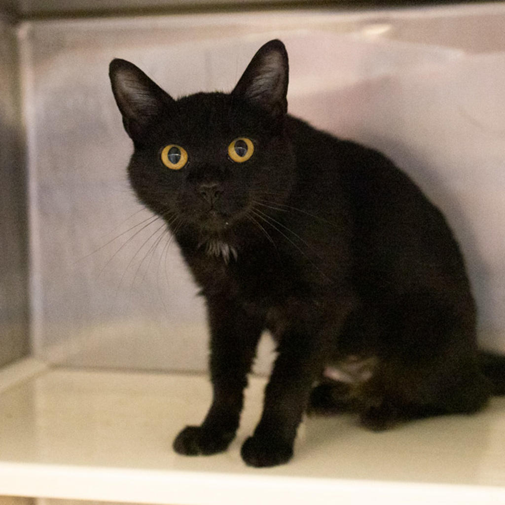 Charlotte - Bonded Buddies With Emily