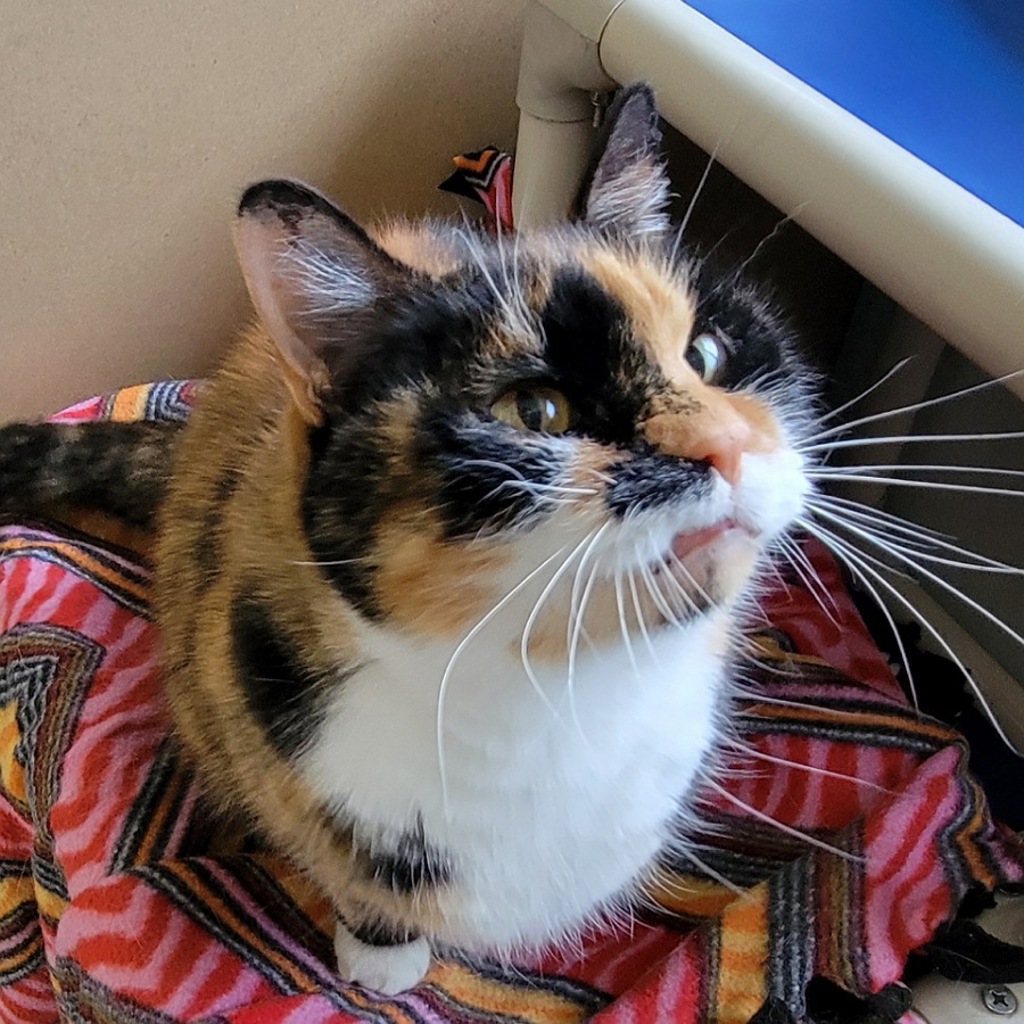 Hex -- Bonded Buddy With Rex