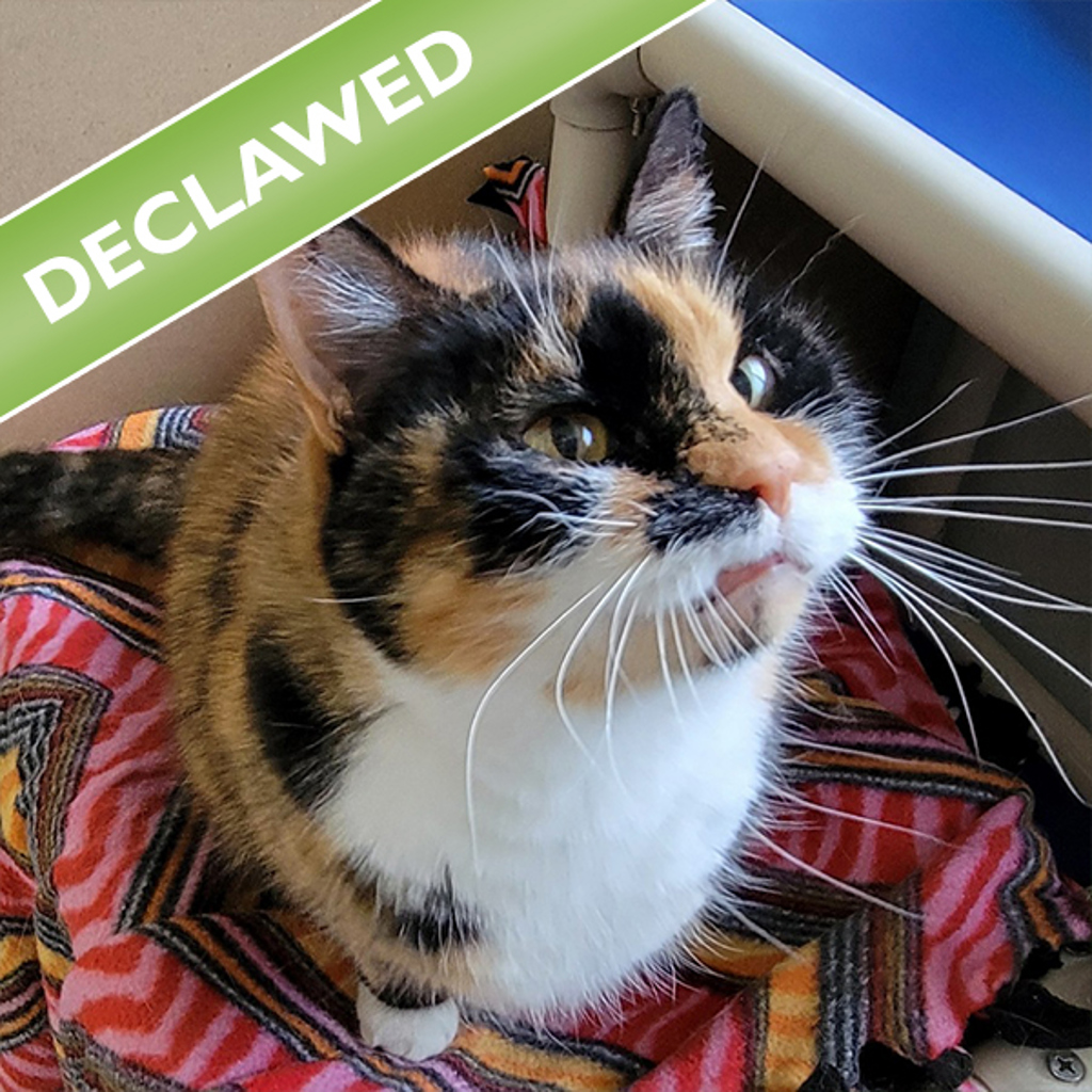 Hex -- Bonded Buddy With Rex