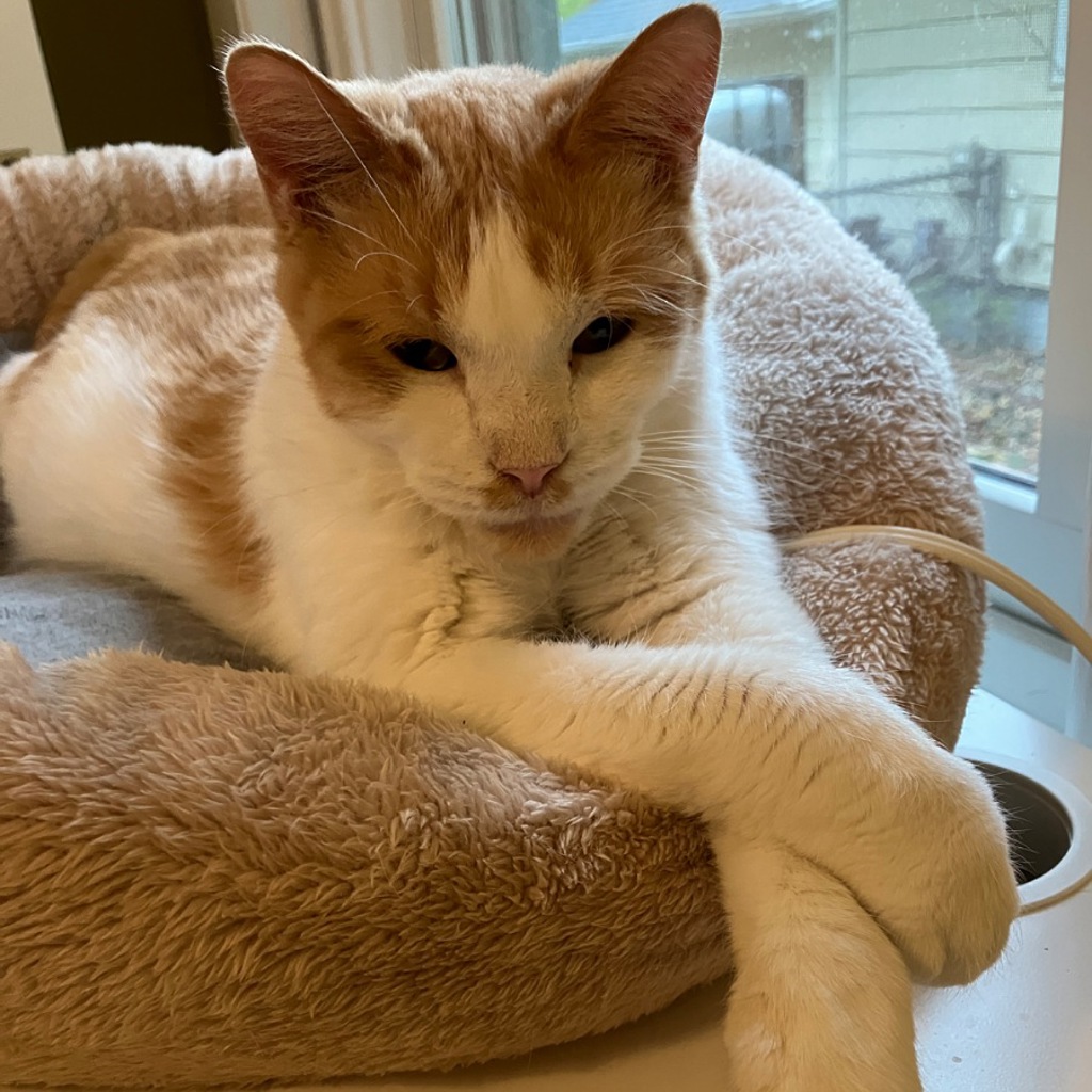 Little Buddy -- Bonded Buddy With Big Ben