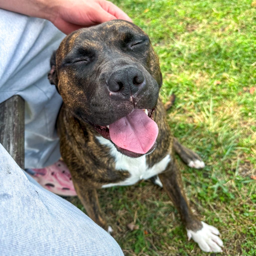 Luka -- Bonded Buddy With Bee