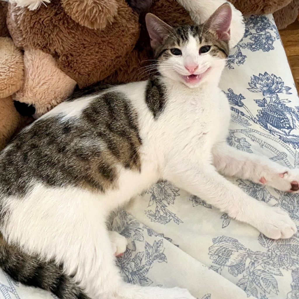 Martin -- Bonded Buddy With Merida