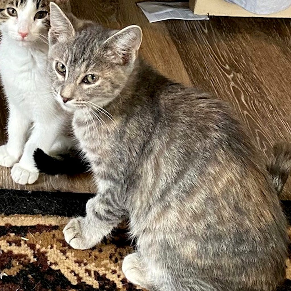 Merida -- Bonded Buddy With Martin