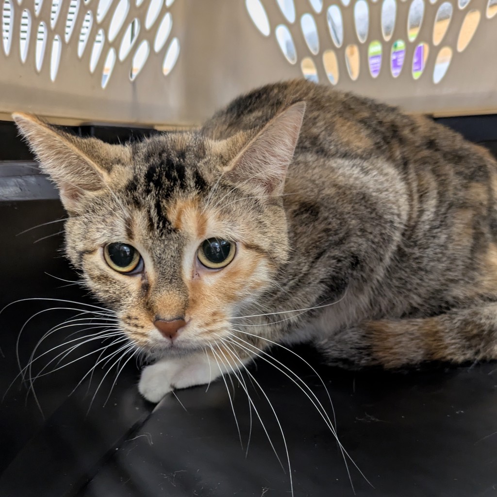 Mittens -- Bonded Buddy With Skye