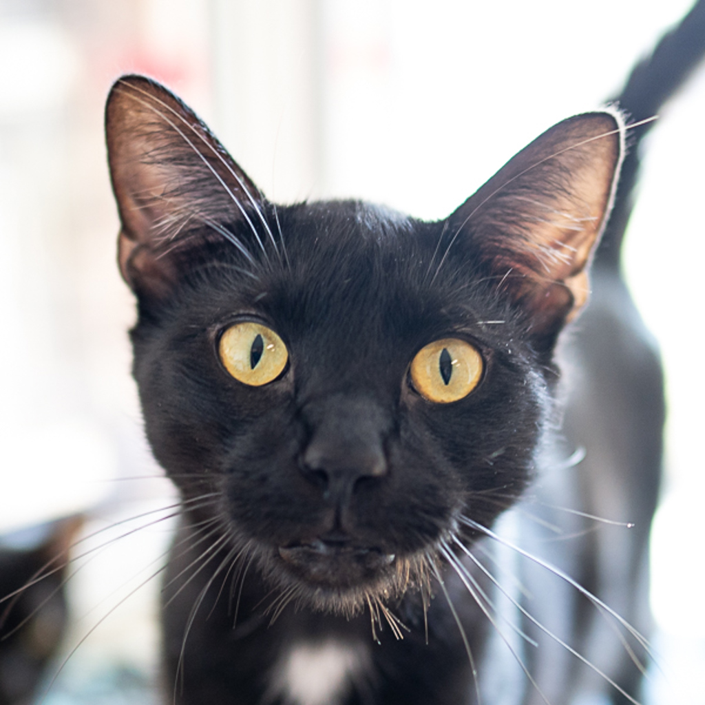 Peeta - Bonded Buddy With Katniss