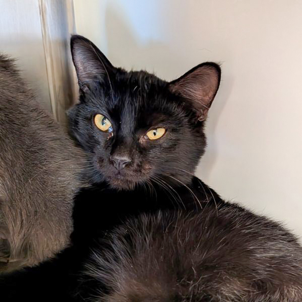 Persia- -Bonded Buddy With Prasilla