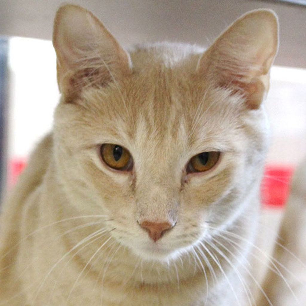 Rex -- Bonded Buddy With Hex