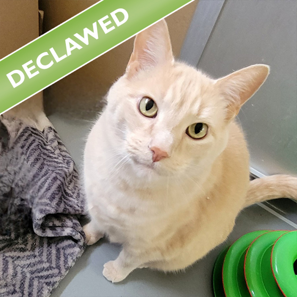 Rex -- Bonded Buddy With Hex