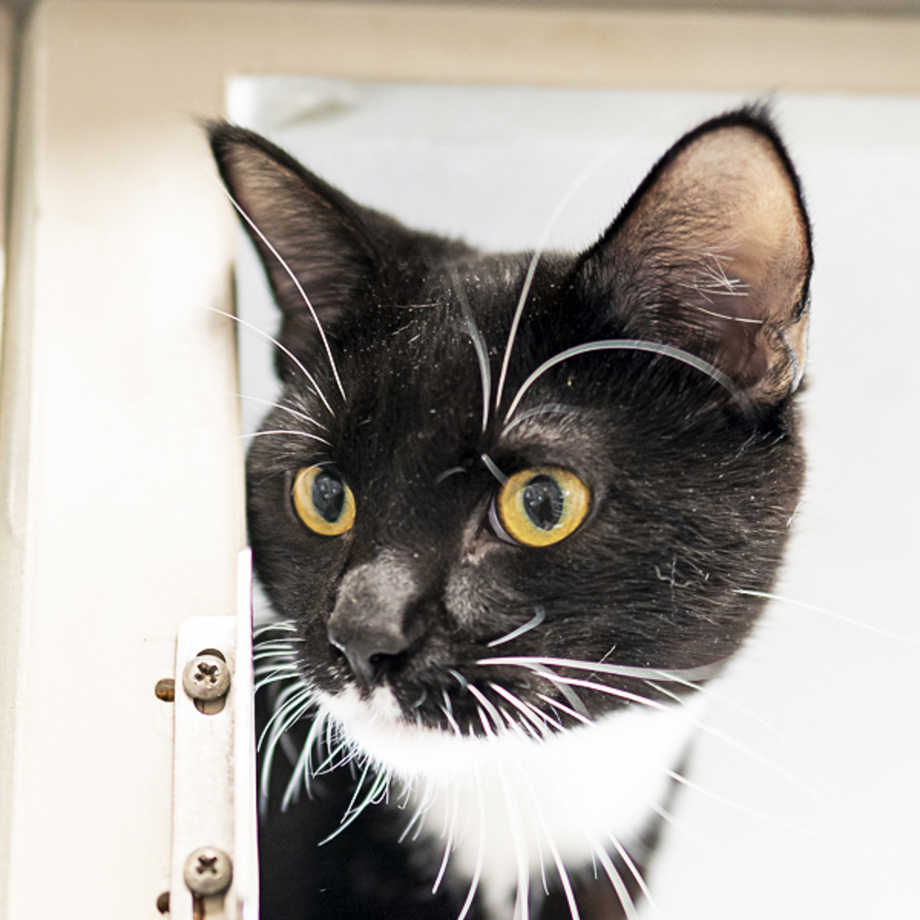 Roman -- Bonded Buddy With Caesar