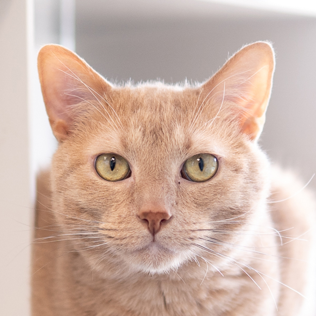 Samson -- Bonded Buddy With Mina