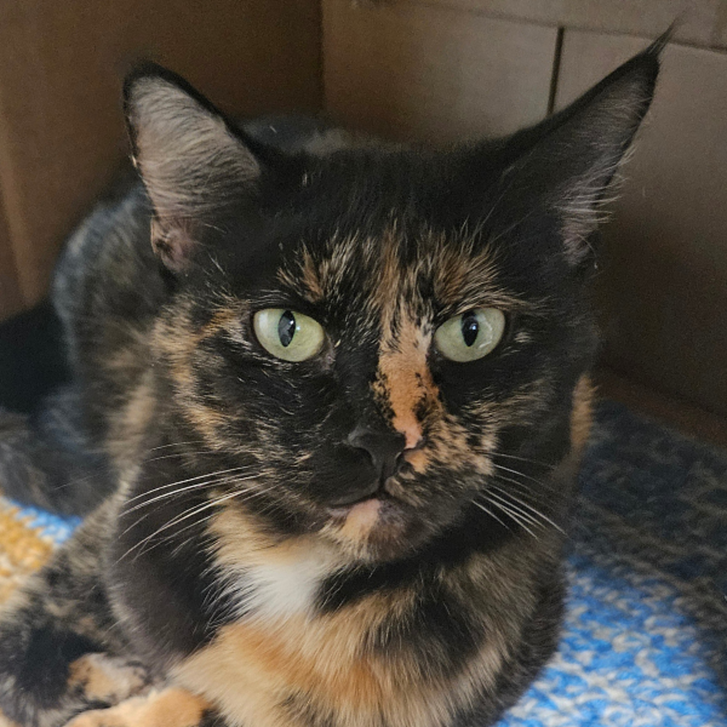 Sassy -- Bonded Buddy With Squirrely