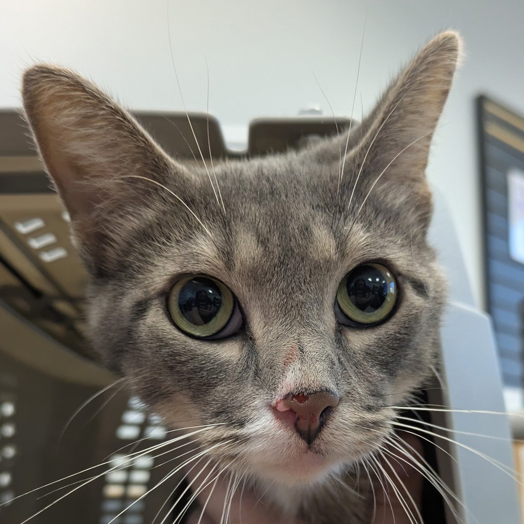 Skye -- Bonded Buddy With Mittens