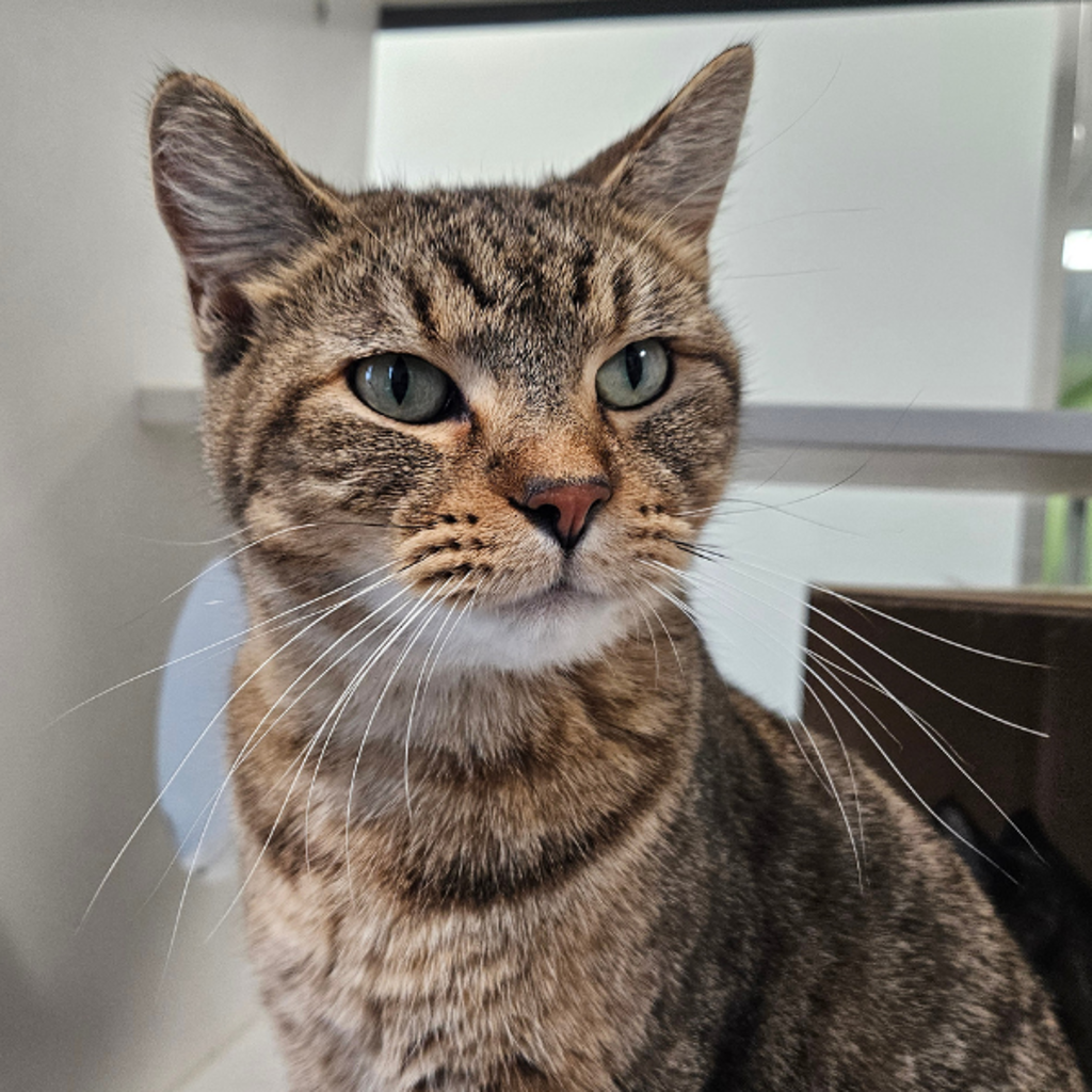 Squirrely -- Bonded Buddy With Sassy