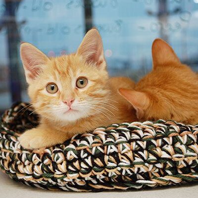 Orange kitten in bed