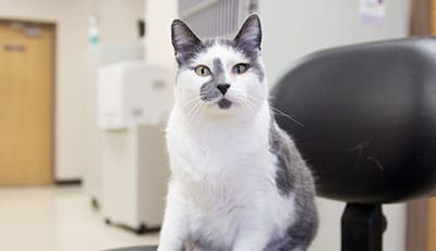 petfriendlybusinesses