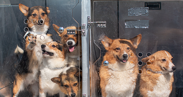 Our kennels are full, but the calls keep coming in. This time it was to rescue 30 dogs from an unlicensed breeder. We needed to get these dogs out. We figured out a plan. Our team got on the road, and we brought the dogs safely to the shelter.