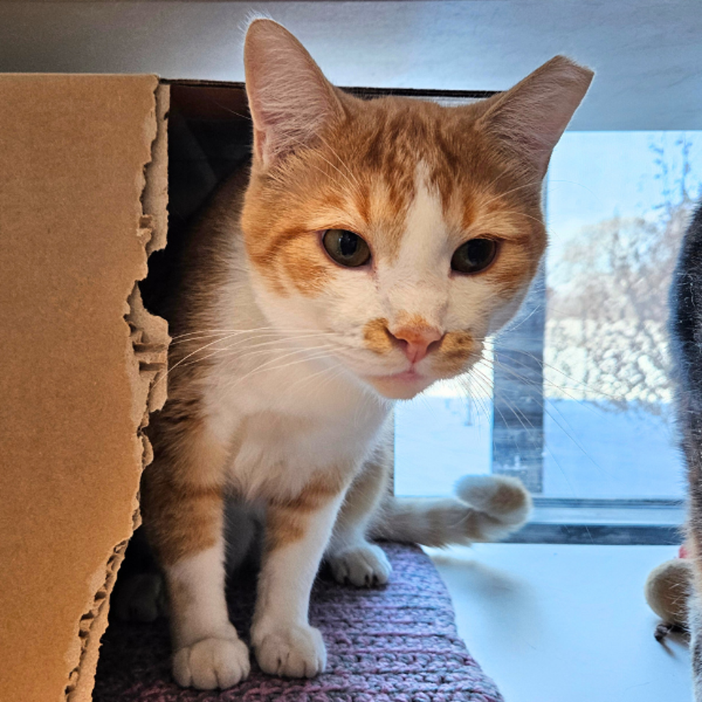 Angel - Bonded W/ Stella