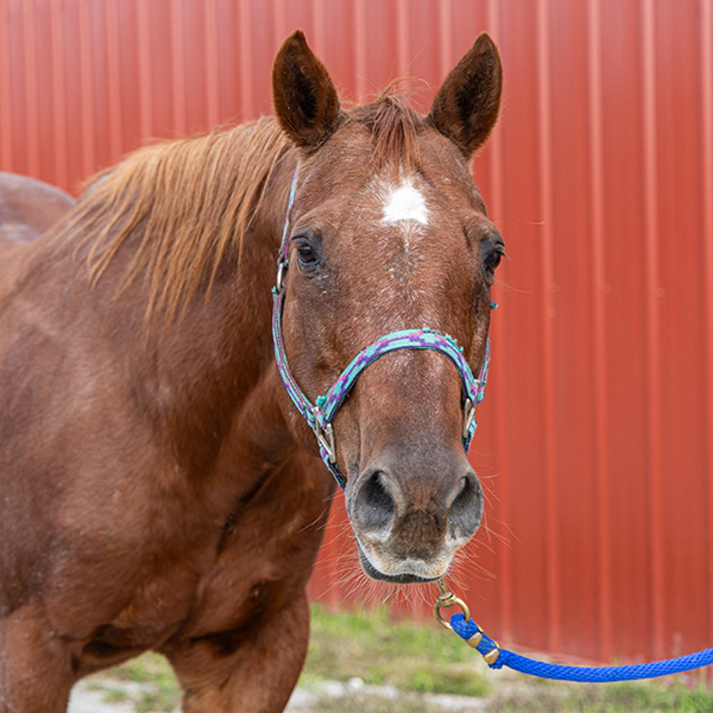 Beau -- Bonded Buddy With Cj