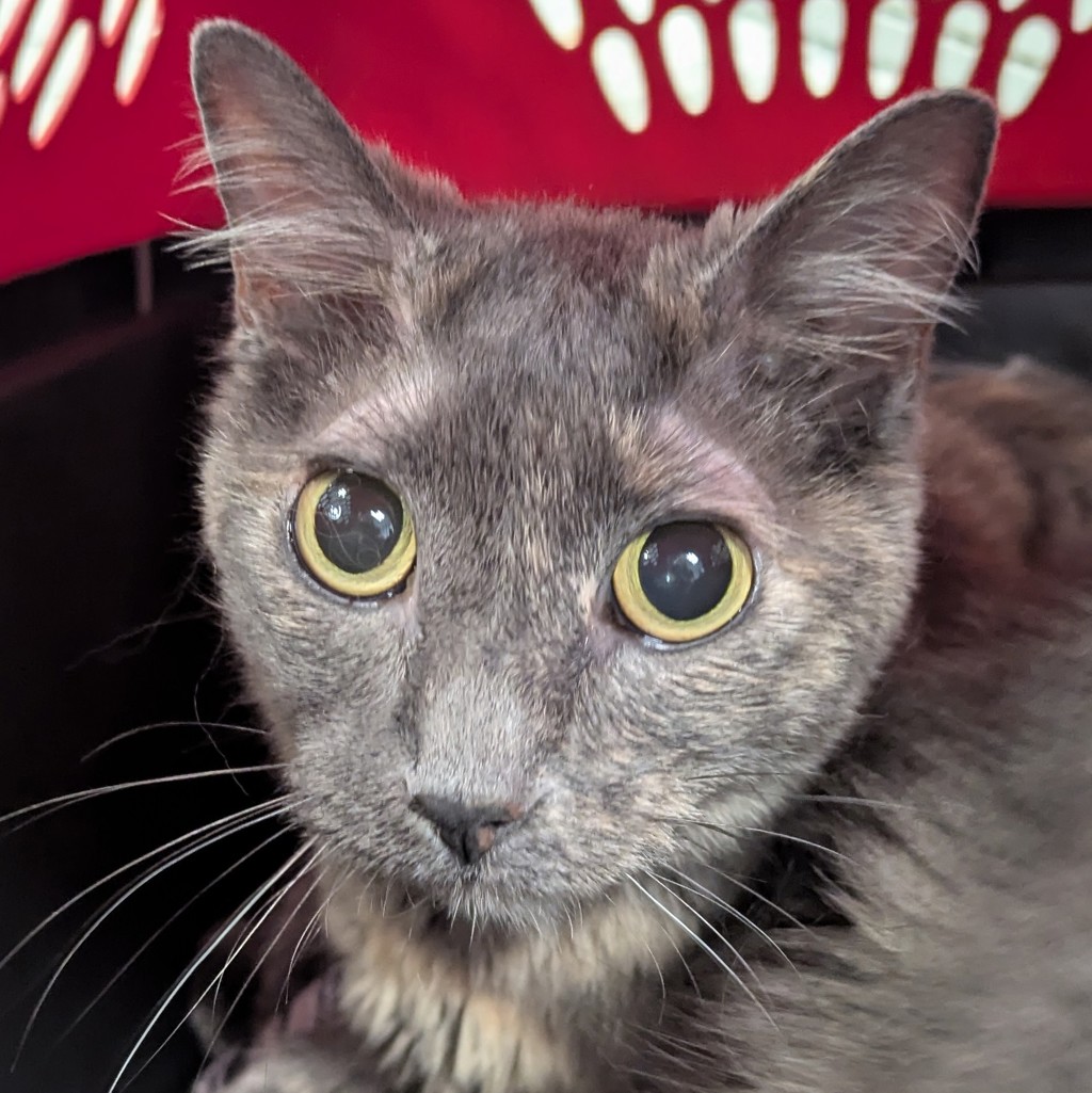 Betsy -- Bonded Buddy With Johnson