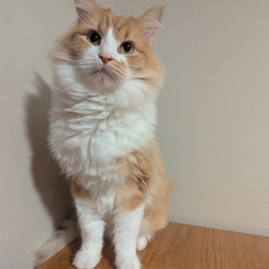 Biscuit -- Bonded Buddy With Gravy