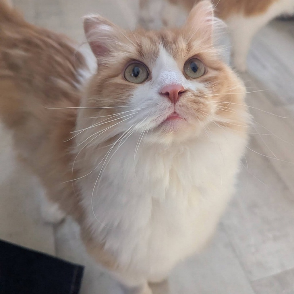 Biscuit -- Bonded Buddy With Gravy