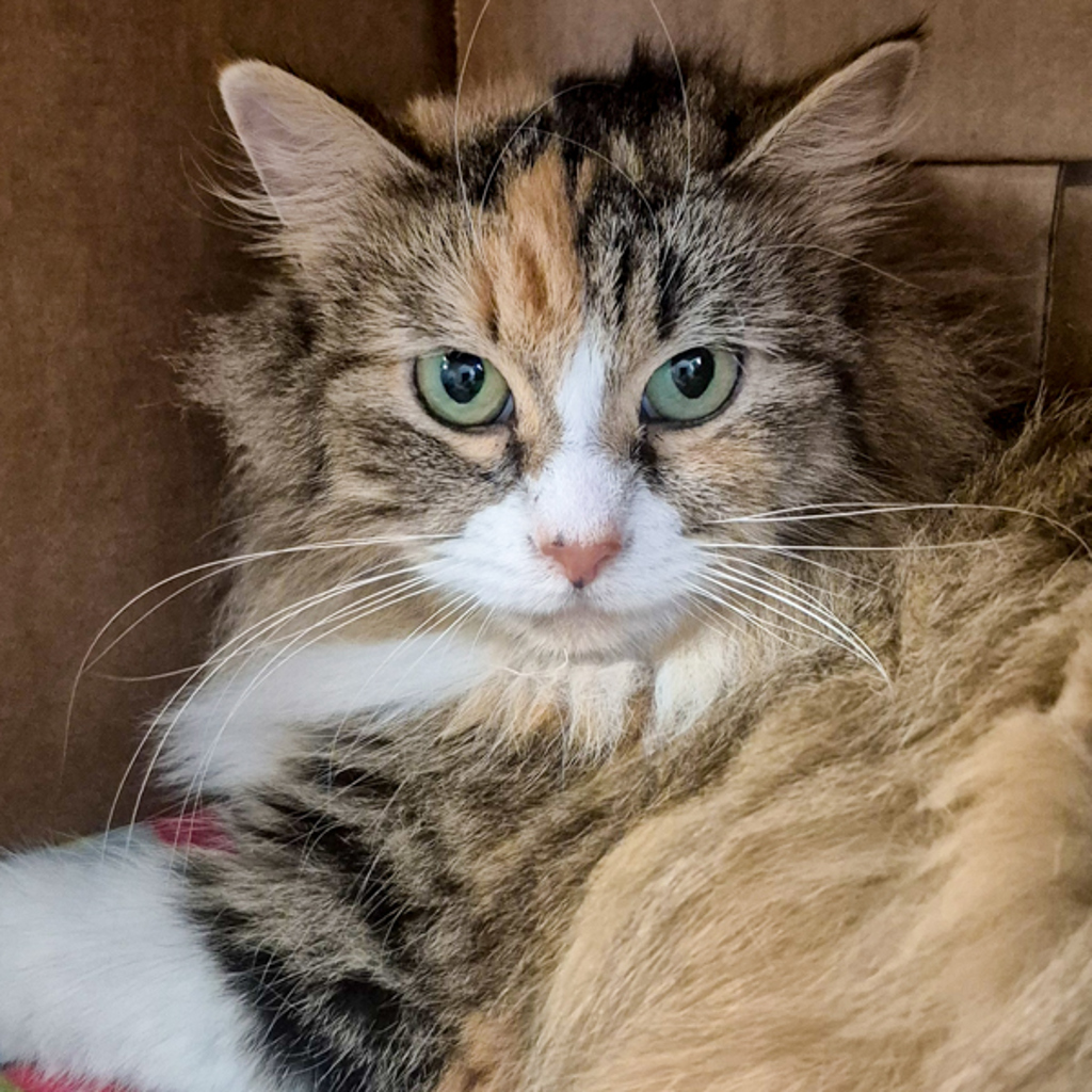 Brandy -- Bonded Buddies With Mandy