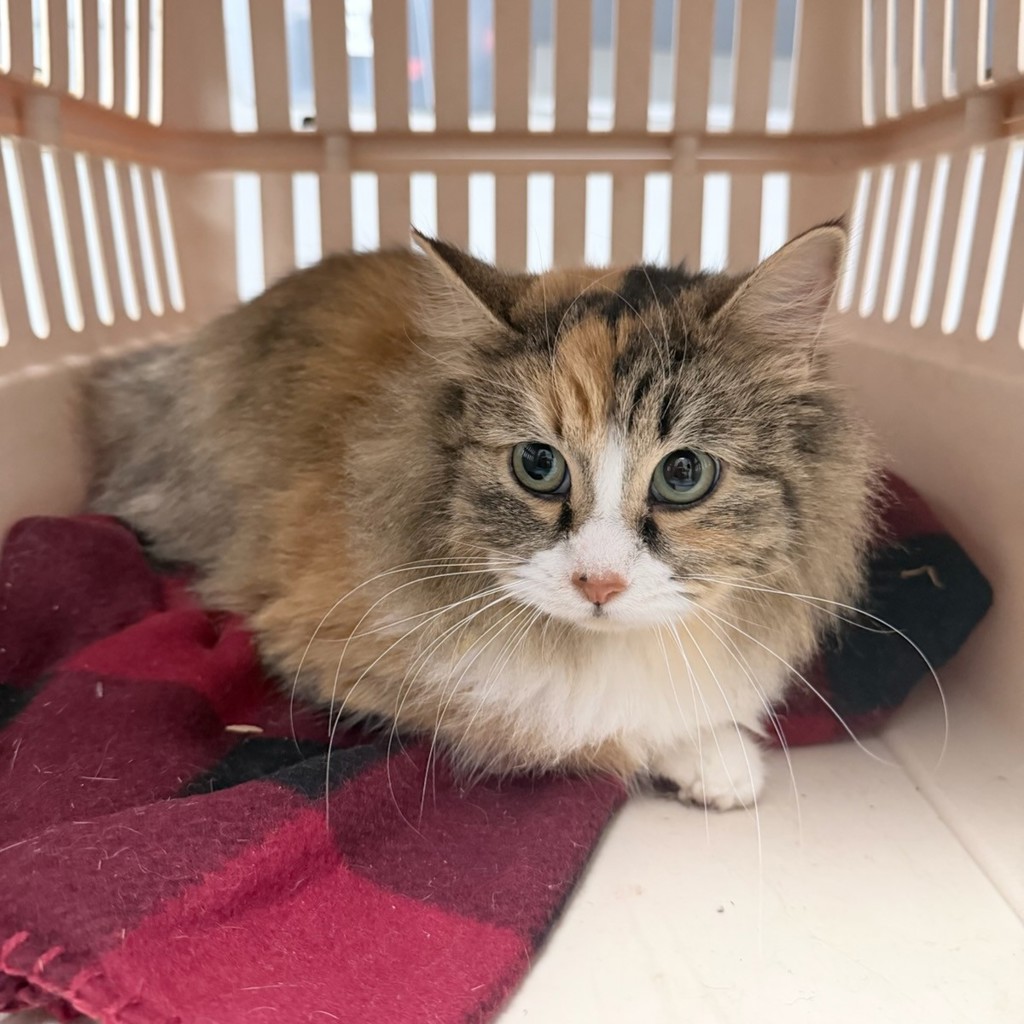 Brandy -- Bonded Buddies With Mandy