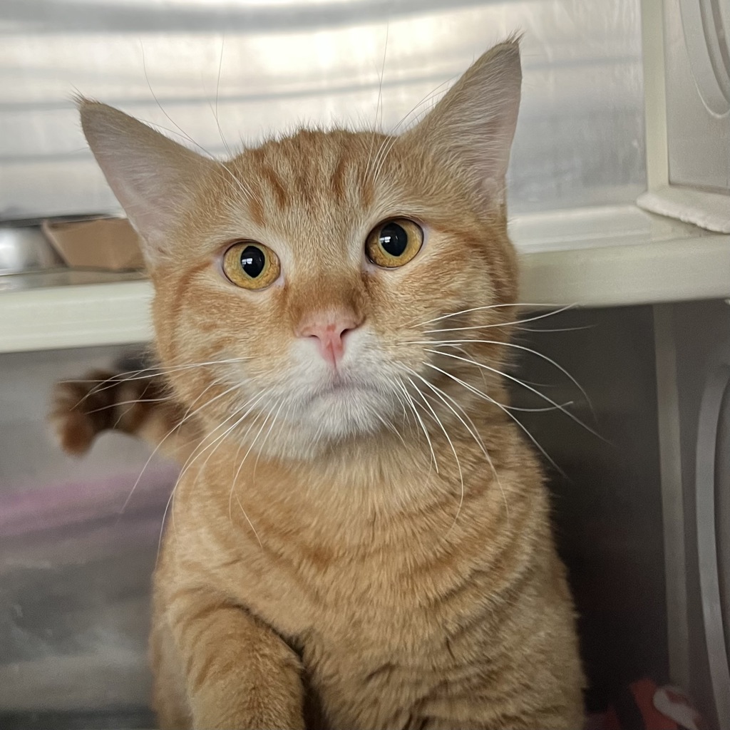 Charjabug Bonded Buddy With Vikavolt