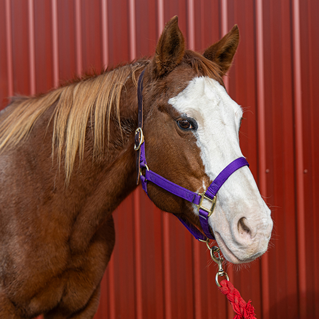 Cj -- Bonded Buddy With Beau