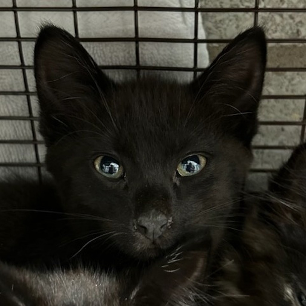 Conner -- Bonded Buddy With Morgan