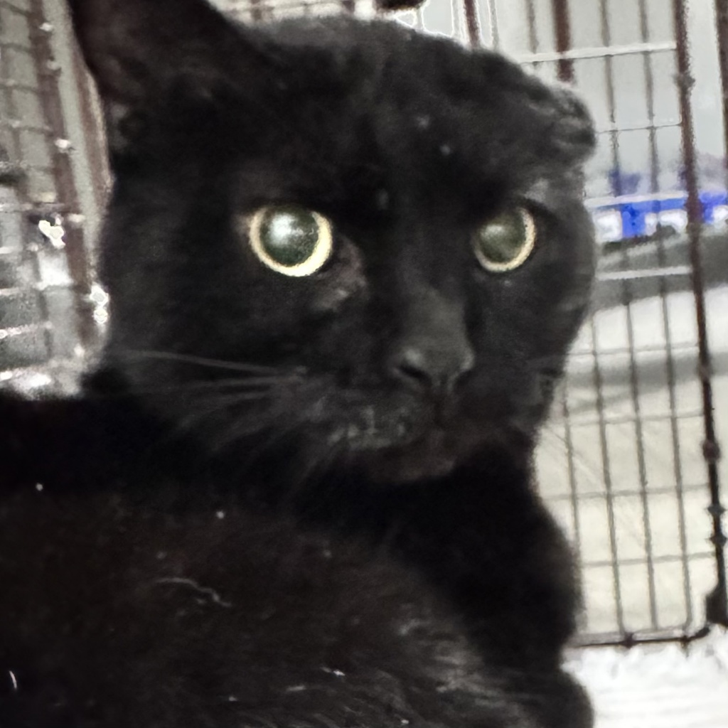 Davenport Houdini Streeter