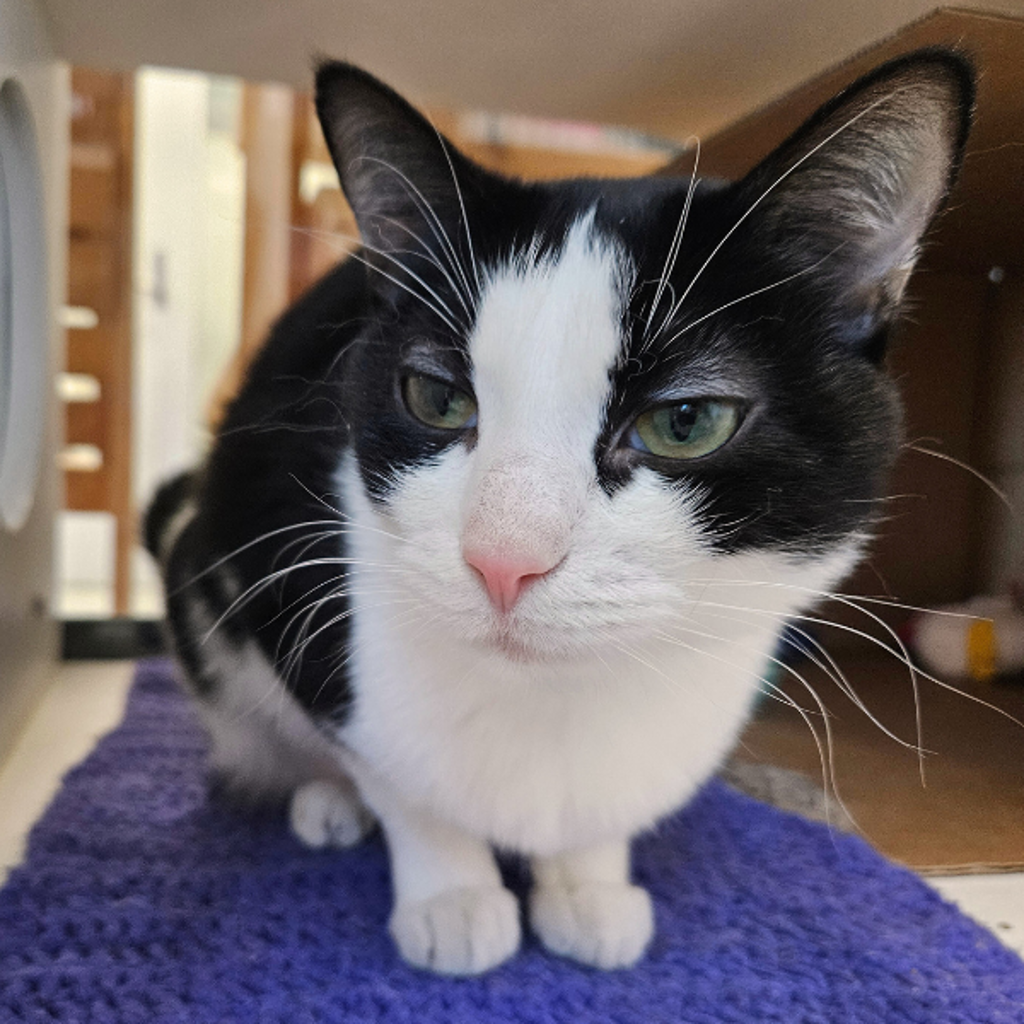 Eva -- Bonded Buddies With Knighton