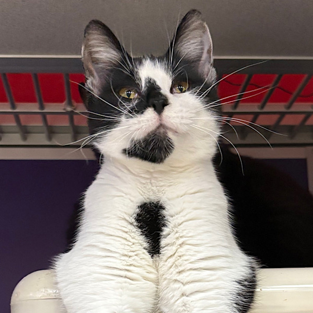 Fifi — Bonded Buddy With Two Toe