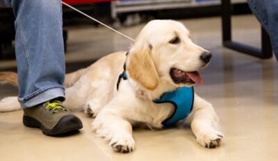 White golden retriever laying on the ground