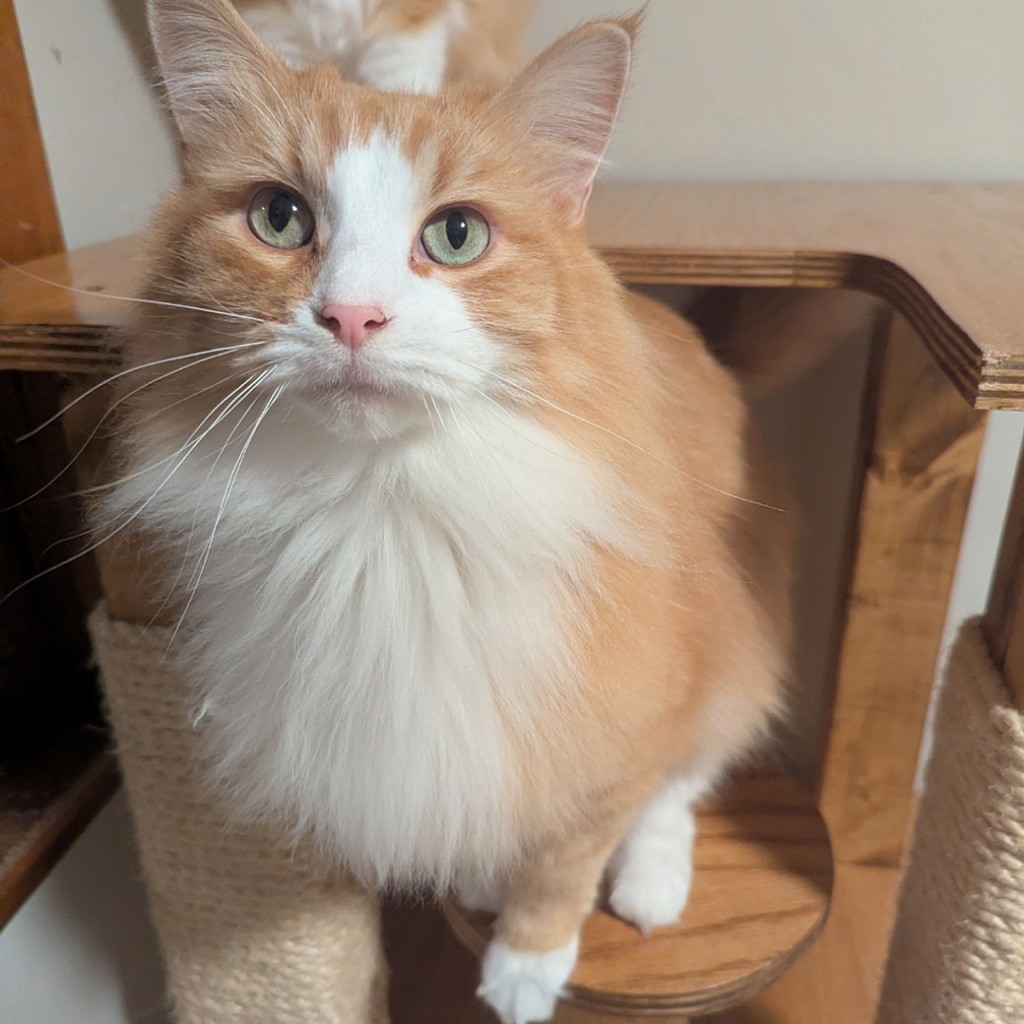 Gravy -- Bonded Buddy With Biscuit