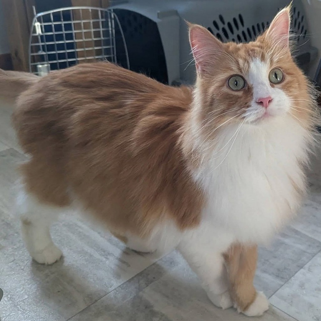 Gravy -- Bonded Buddy With Biscuit