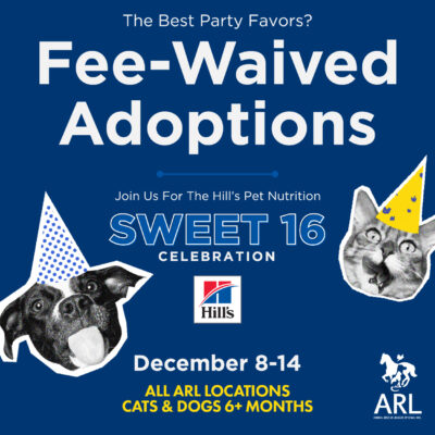 HillsSweet16_Square HillsSweet16_Square