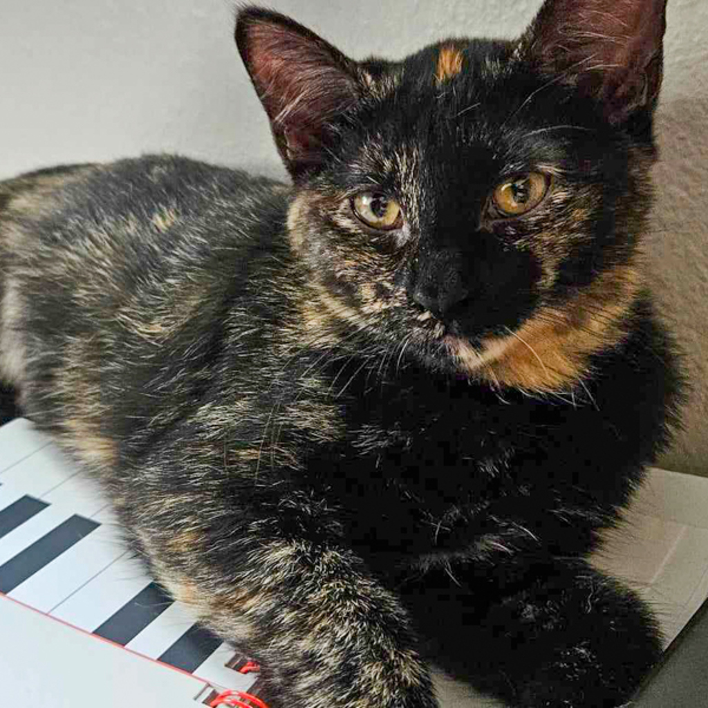 Inky -- Bonded Buddy With Pinky